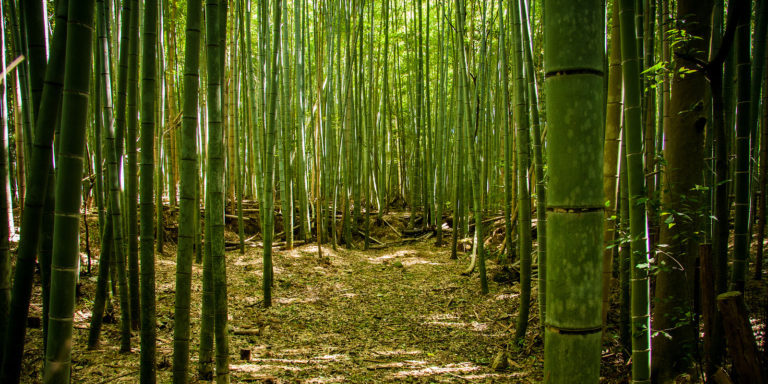 Bamboo forest at Sagano, Kyoto