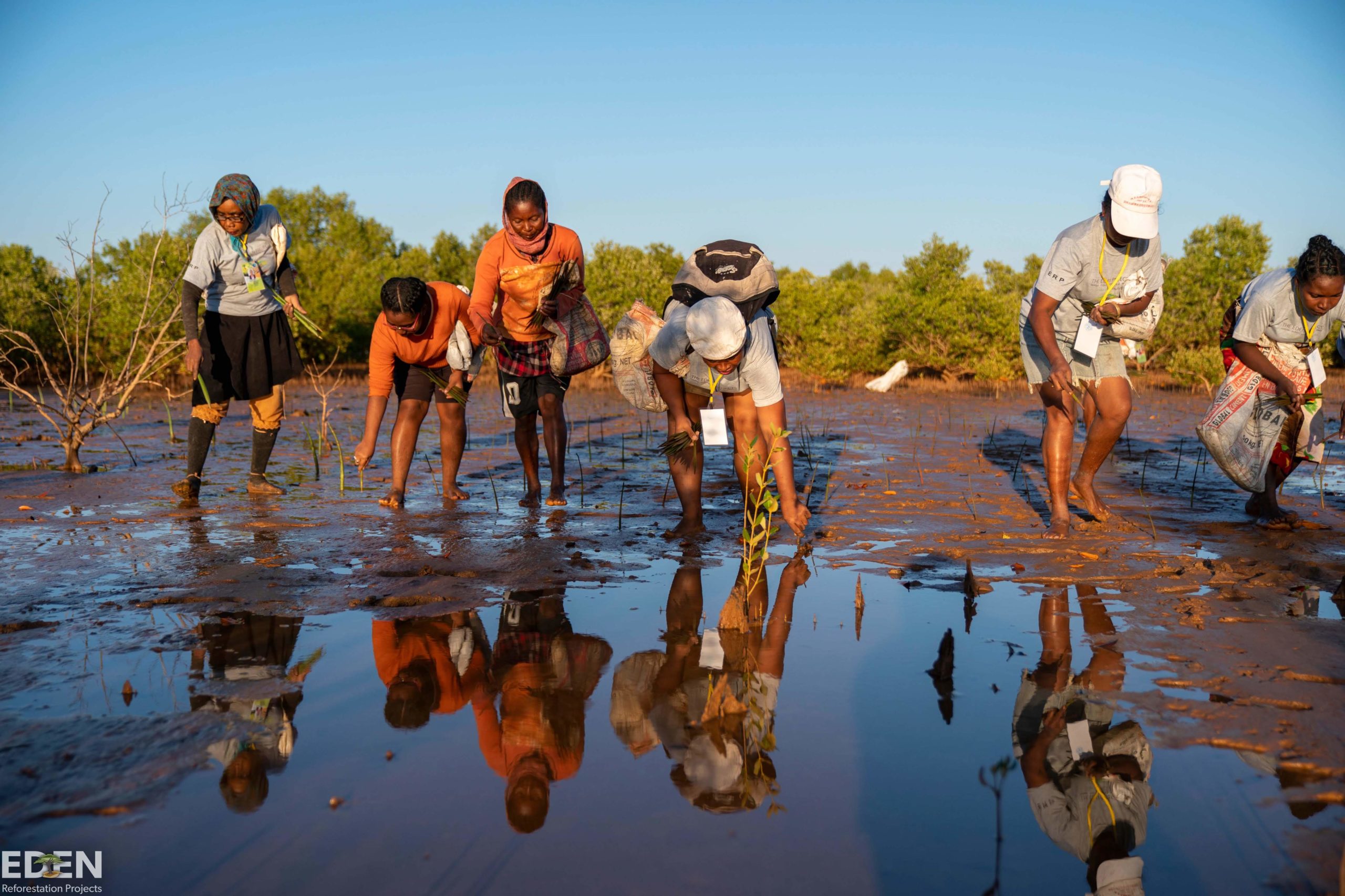 Local community members making an impact on the world by planting mangroves